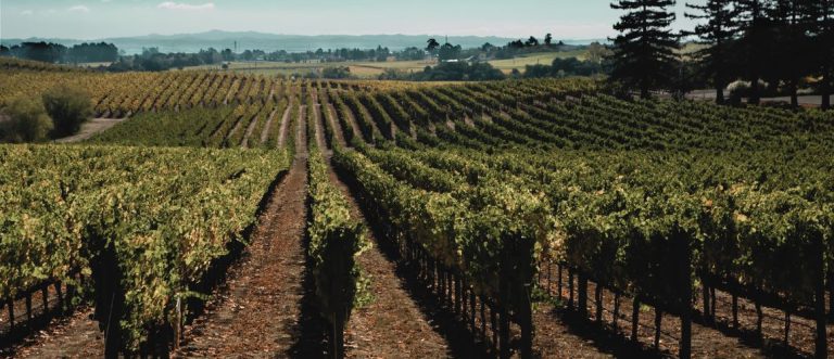 Sonoma County Header