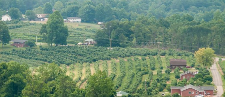 Northern Virginia Wine Header