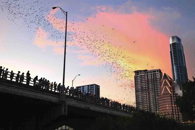 Bats at South Congress bridge courtesy Visit Austin