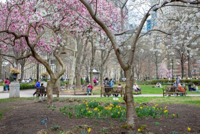 Cherry_Blossoms,_Rittenhouse_Square_Sf9LPmCHB3g5rS5scnLOcms18q0ABlZBh_rgb_l