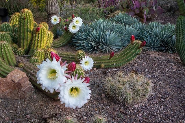 Desert Botanical Garden Visit Phoenix 1