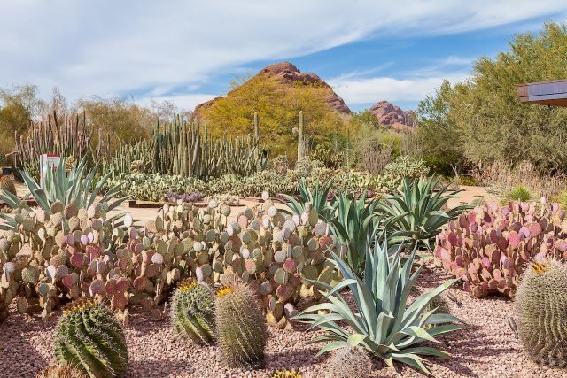 Desert Botanical Garden Visit Phoenix