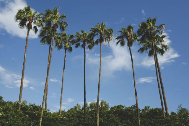 Tall palm trees against blue sky