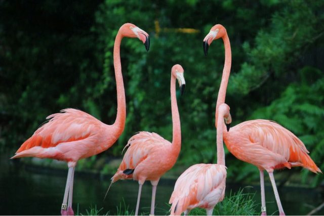 Four pink flamingos in greenery.