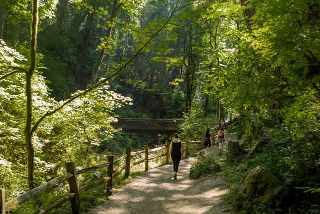 Forest Park Justin Katigbak Travel Portland