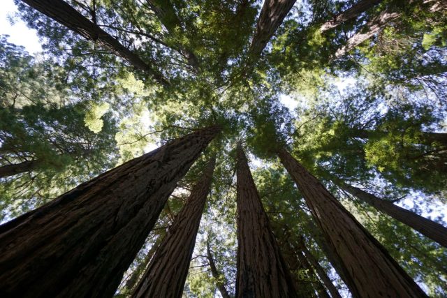 Muir Woods Photo by Flavia Gnecco Unsplash