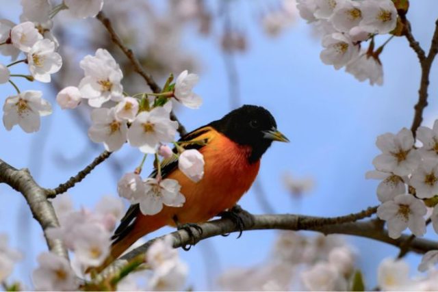 Oriole Dmitri Sotnikov from Pexels