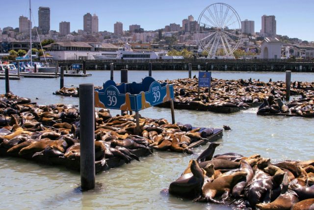 PIER 39, The Embarcadero Photo by Mazin Omron Unsplash