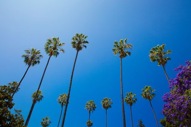 Palm Trees_Travis Conklin