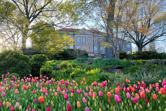 Tulips in front of Mansion-1201x901-95fdea5