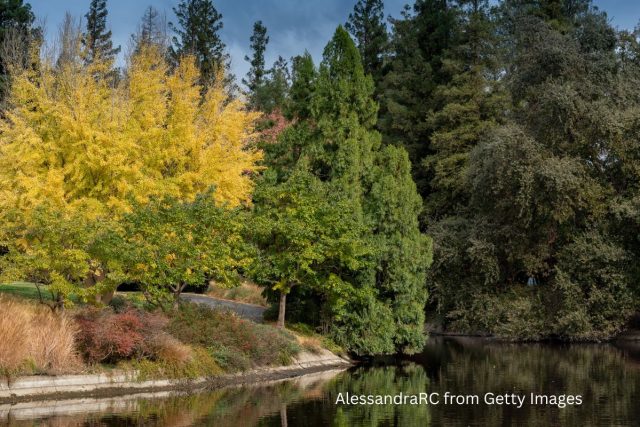 UC Davis Arboretum in Autumn AlessandraRC from Getty Images
