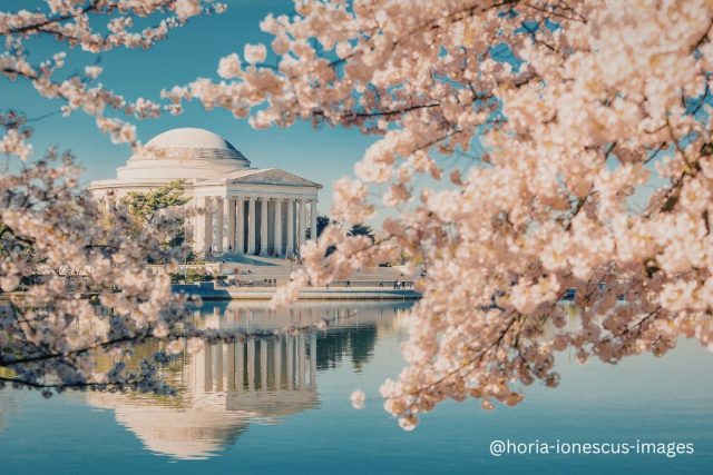 Washington DC Cherry Blossoms @horia-ionescus-images