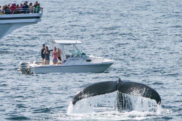 Whales_KyleKlein_KKP11389_GBCVB_369feb12_5b16_4121_a244_b78e8c5921df
