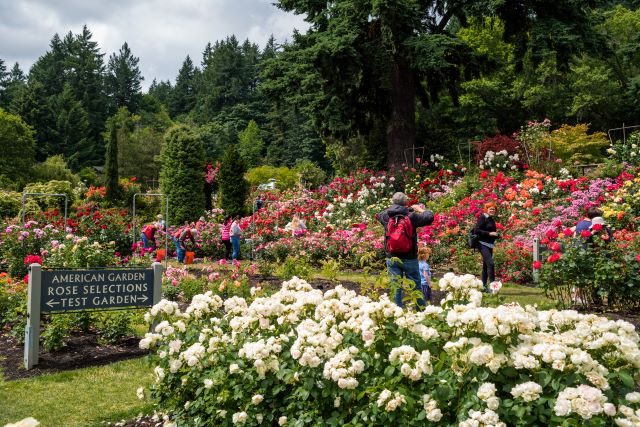 rose garden wash park Justin Katigbak Travel Portland